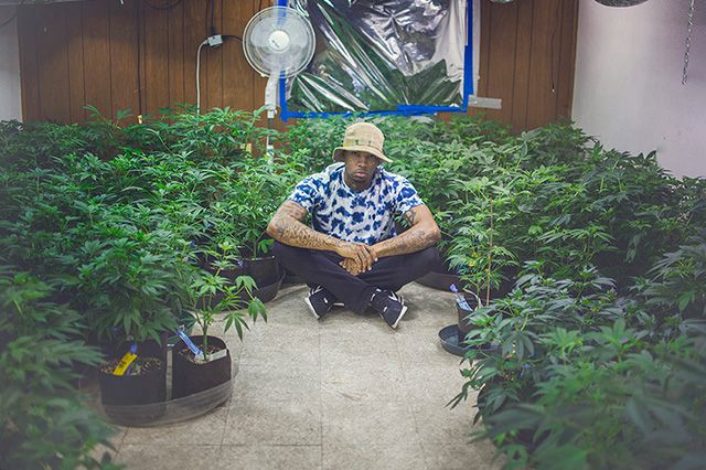 Akomplice Marijuana For The Future Collection 4
