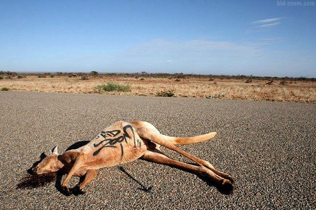 3Kidzoom Kangaroo 1