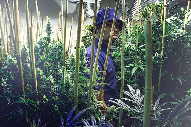 Akomplice Marijuana For The Future Collection 21