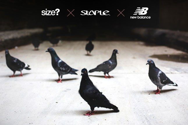 Staple Black Pigeon 1