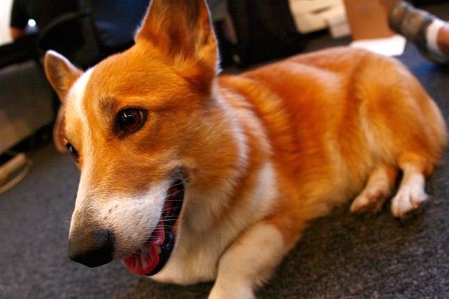 Corgishoe Interview 7