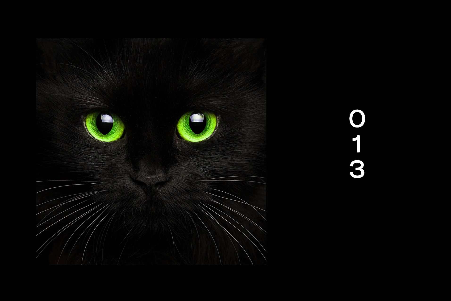 spotify cat