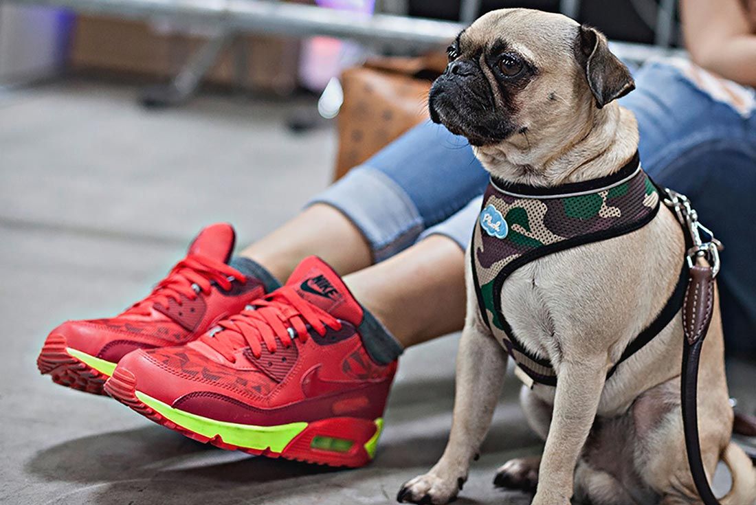 Sneakerness Cologne Pug And Nike Air Max 90S