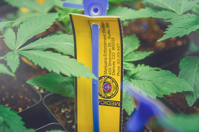 Akomplice Marijuana For The Future Collection 9