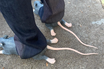 Rat slippers for sale shop