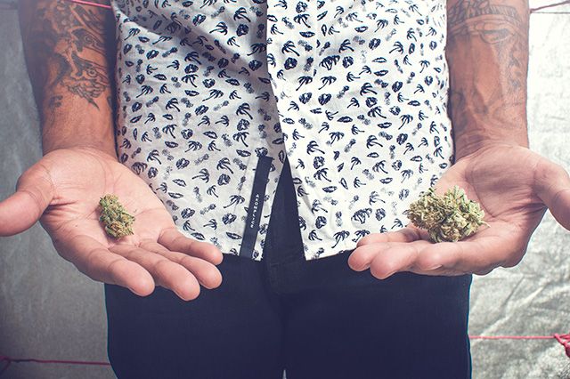 Akomplice Marijuana For The Future Collection 23