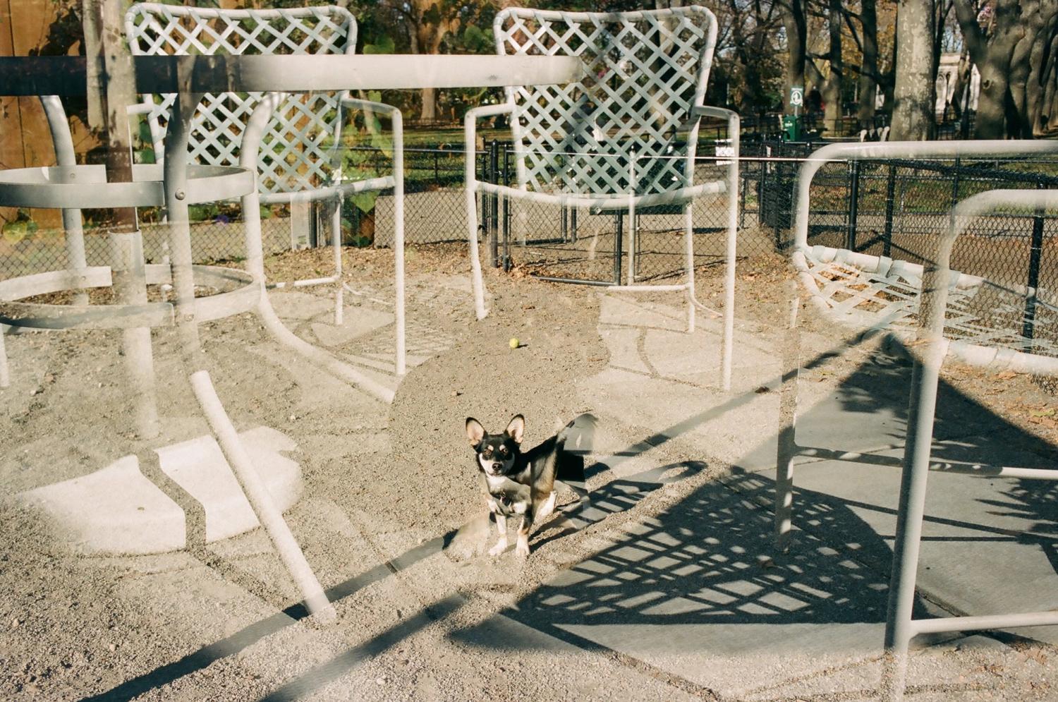Double exposure of dog