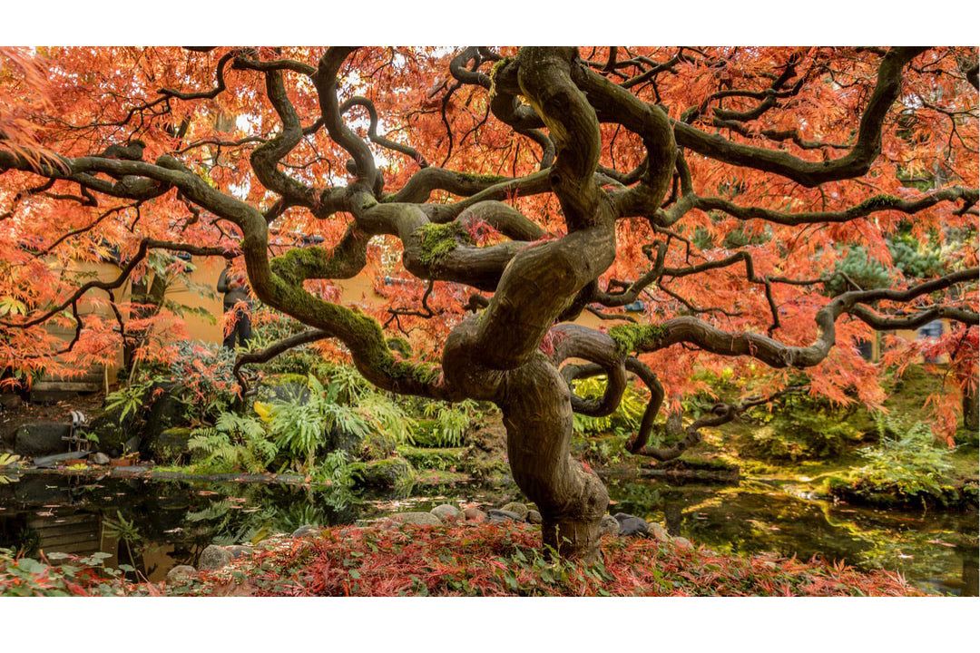 Have you found your raison d’être? 10 tips from Ikigai by Héctor García and Francesc Miralles