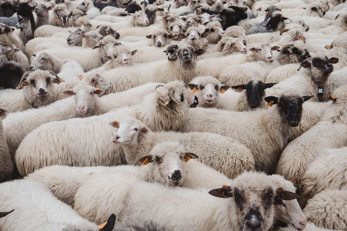 The perils of Groupthink and the need to think for yourself.