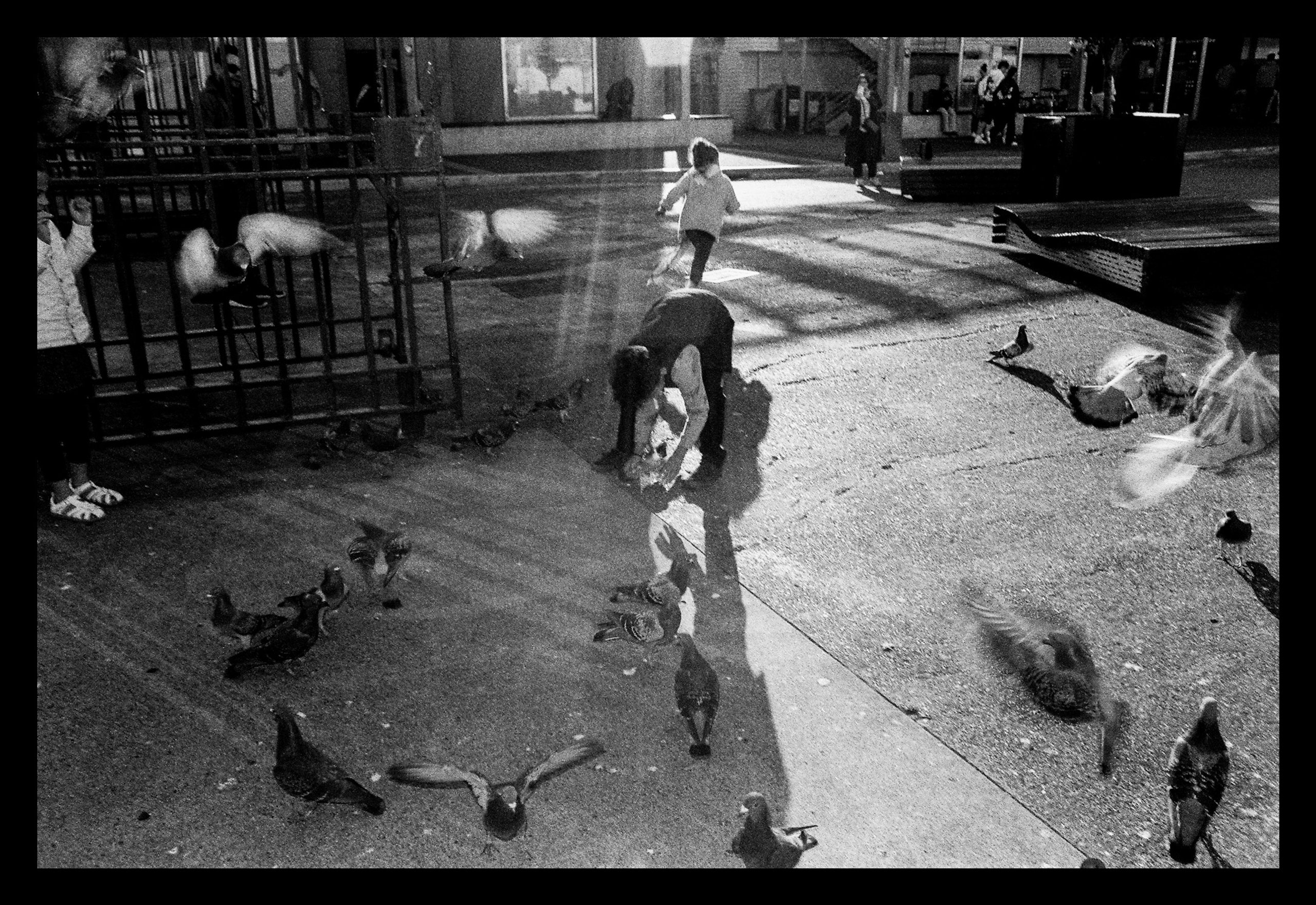 playing with birds