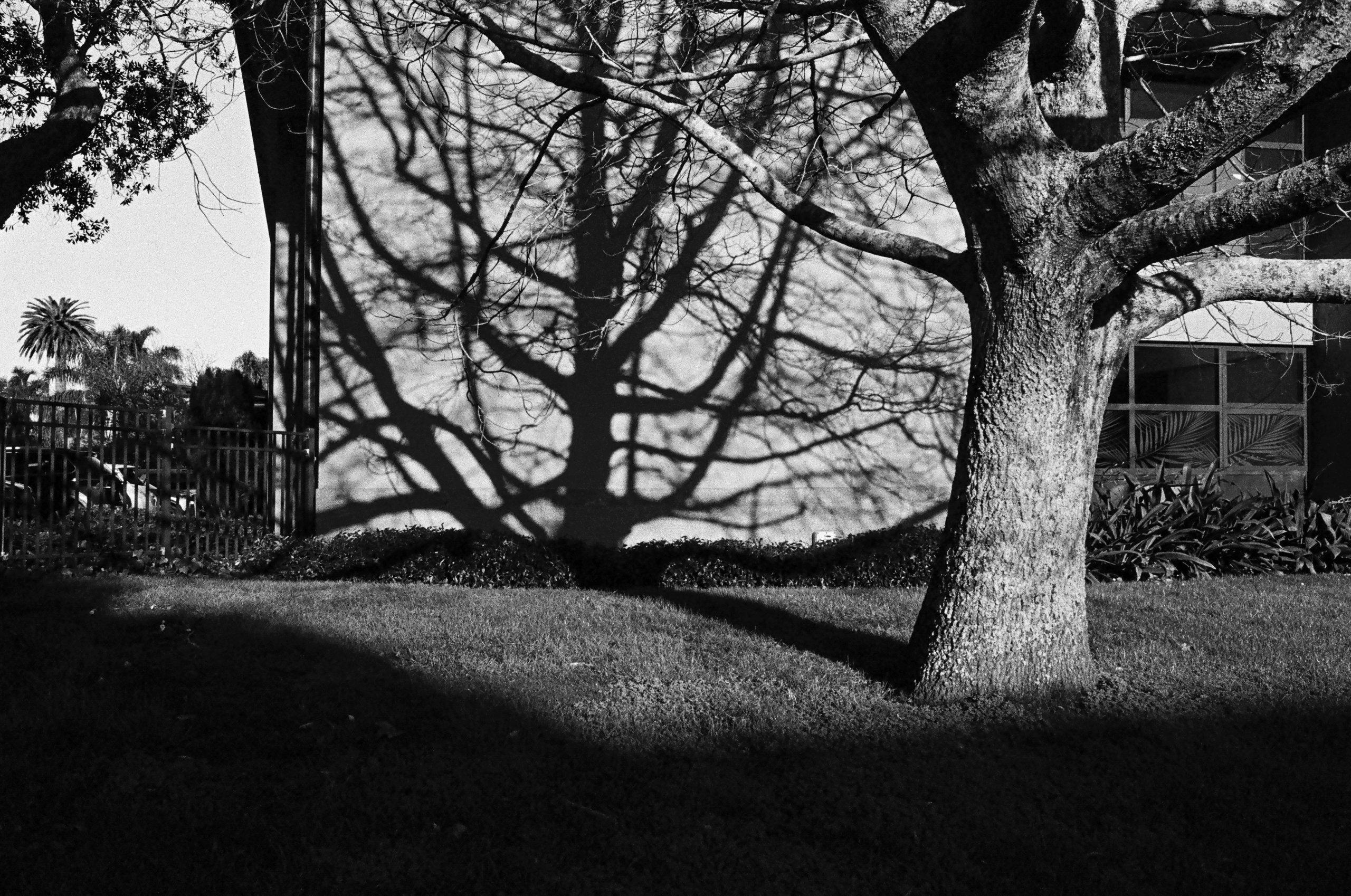 tree shadow
