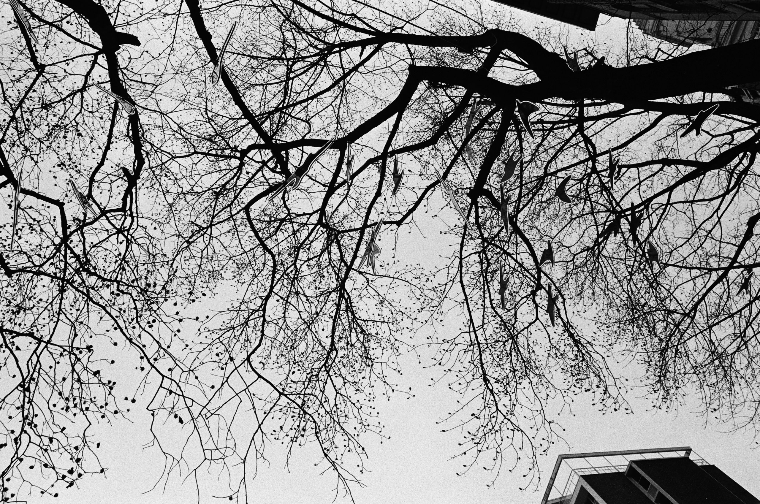 Branches