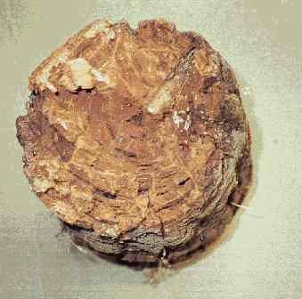 Rot rapidly spreading through a tree stump