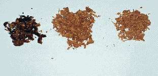 Color changes in wood shavings indicating rot
