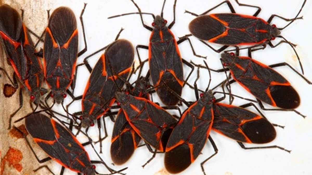 Boxelder bugs