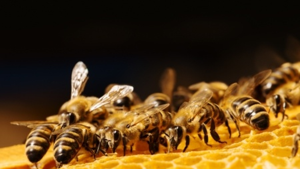 Honey Bees on a honeycomb