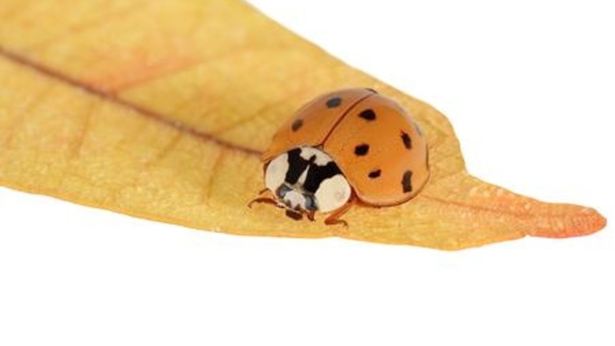 asian beetle on a leaf