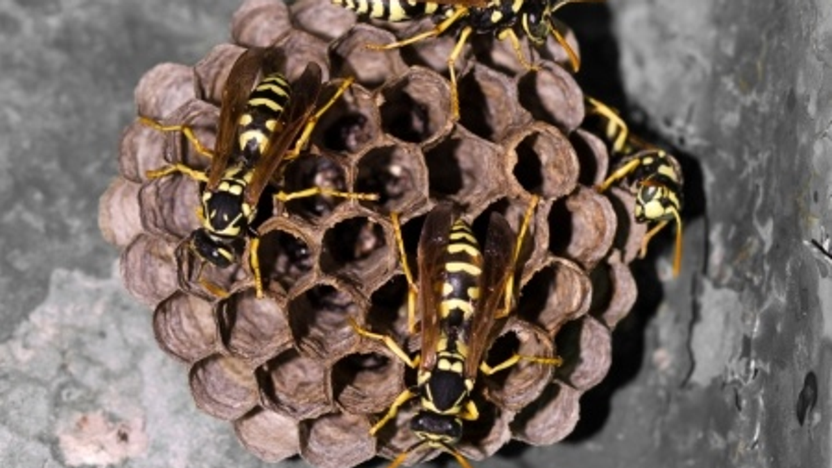 Paper Wasps on a hive