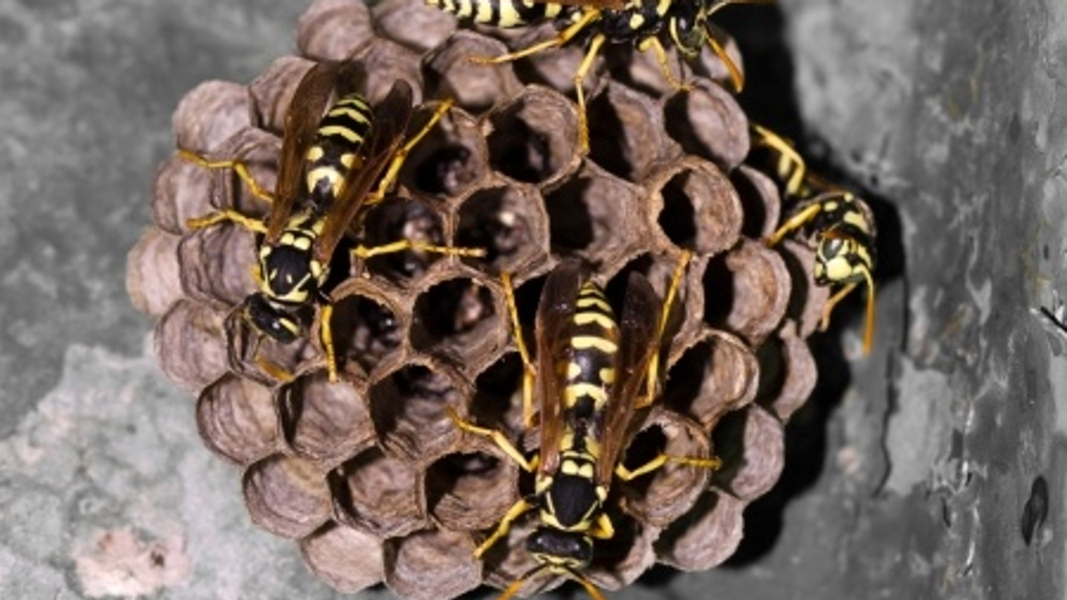 Paper Wasps on a hive