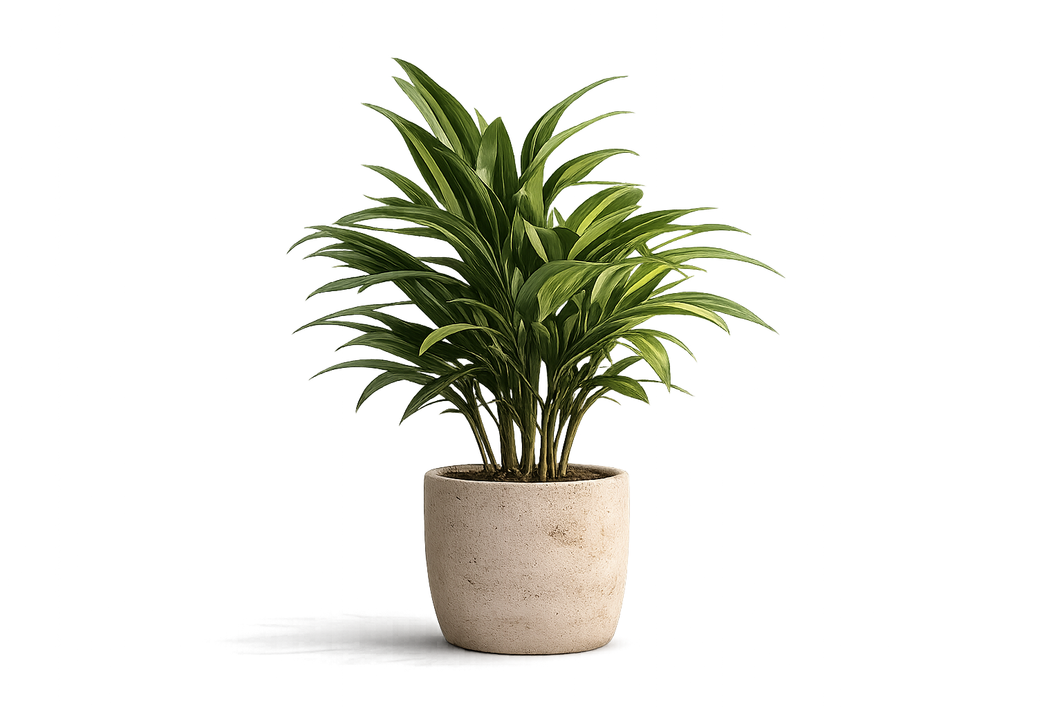 Dracaena plant in beige minimalist planter