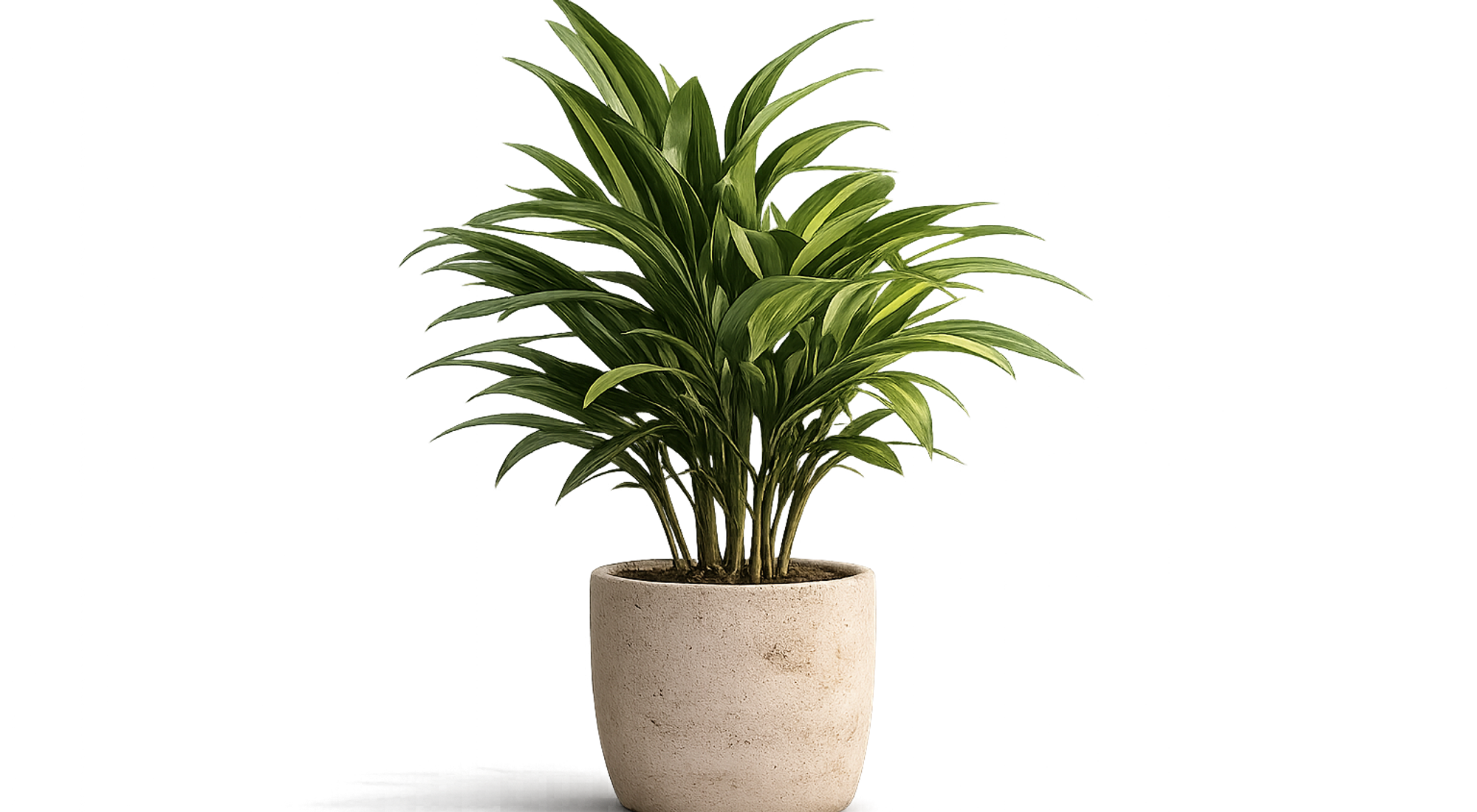 Dracaena plant in beige minimalist planter