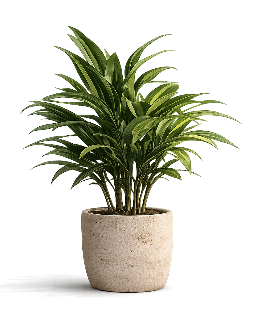 Dracaena plant in beige minimalist planter