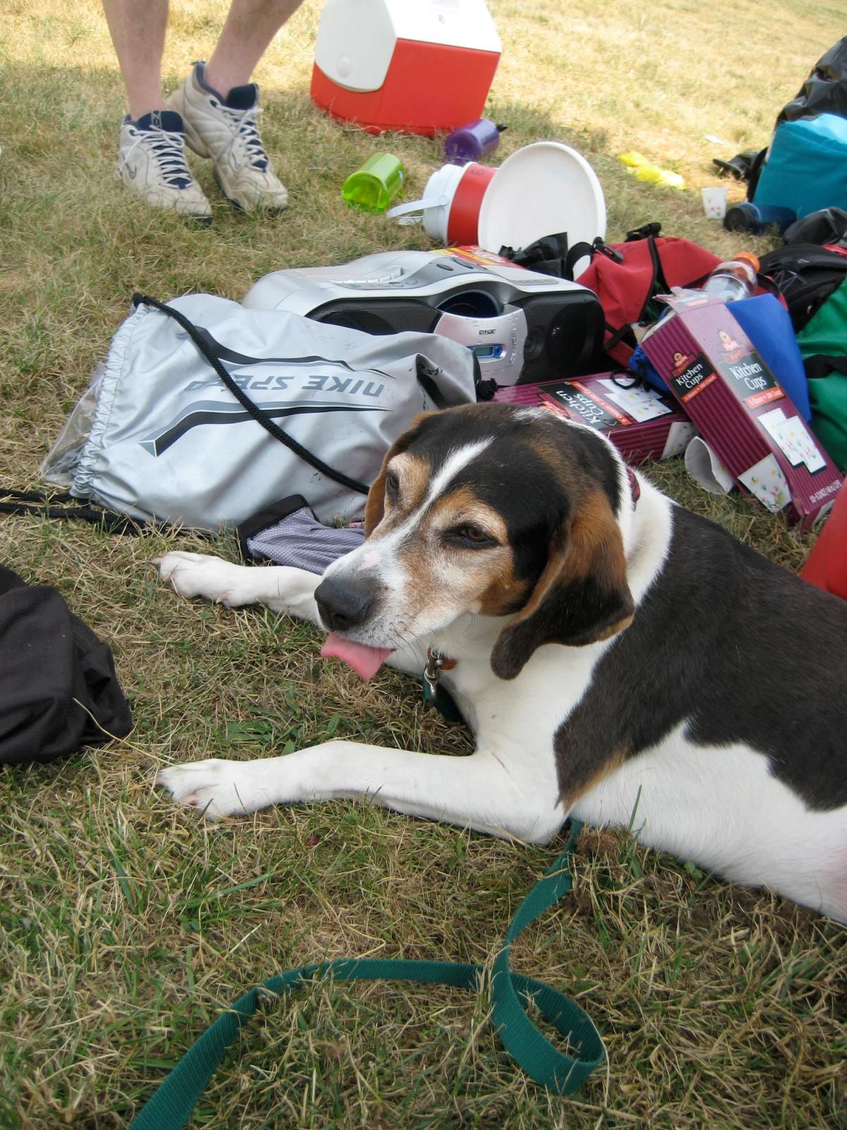 Dog on grassy field
