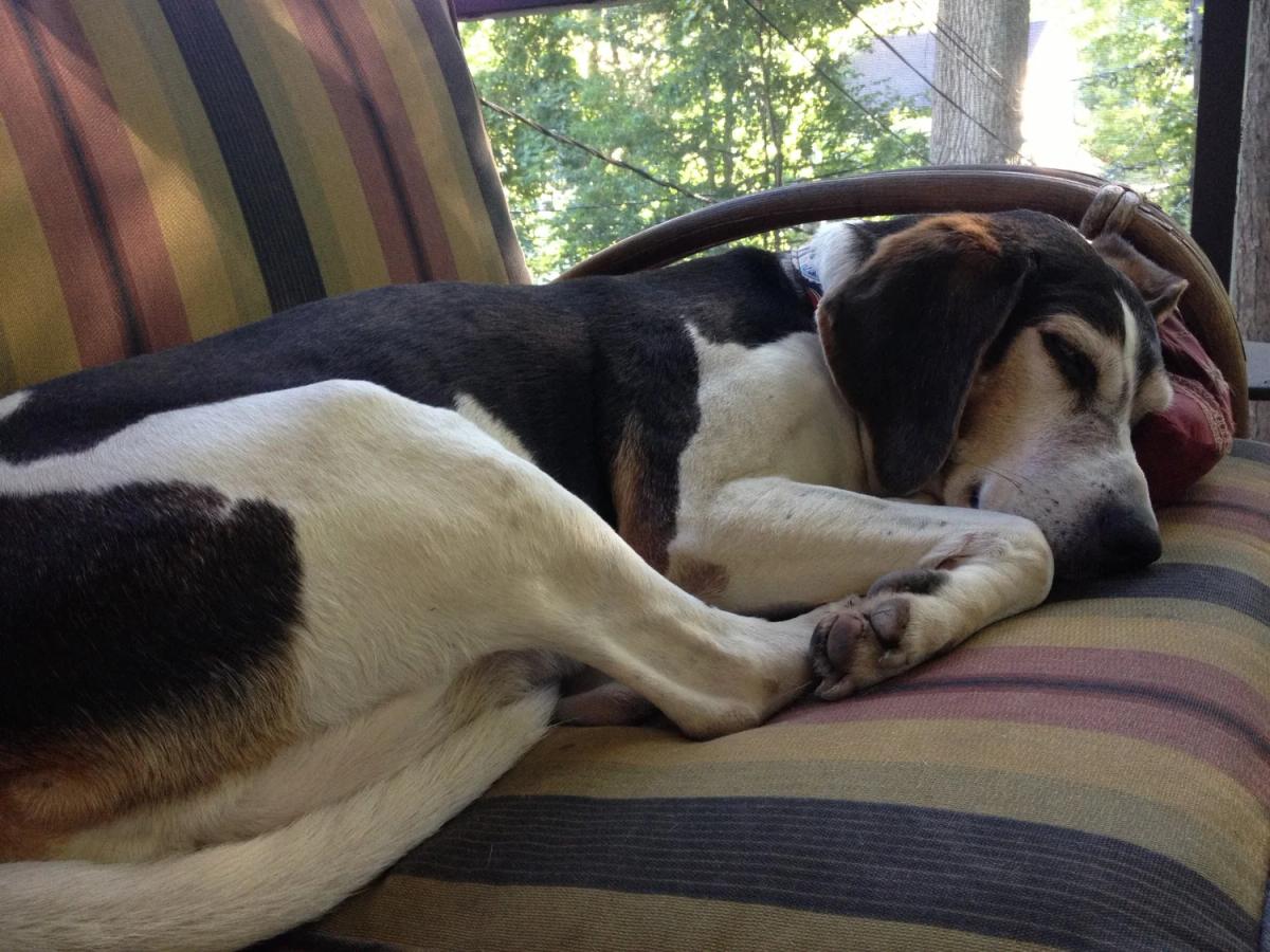 Dog sleeping