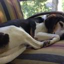 Dog sleeping