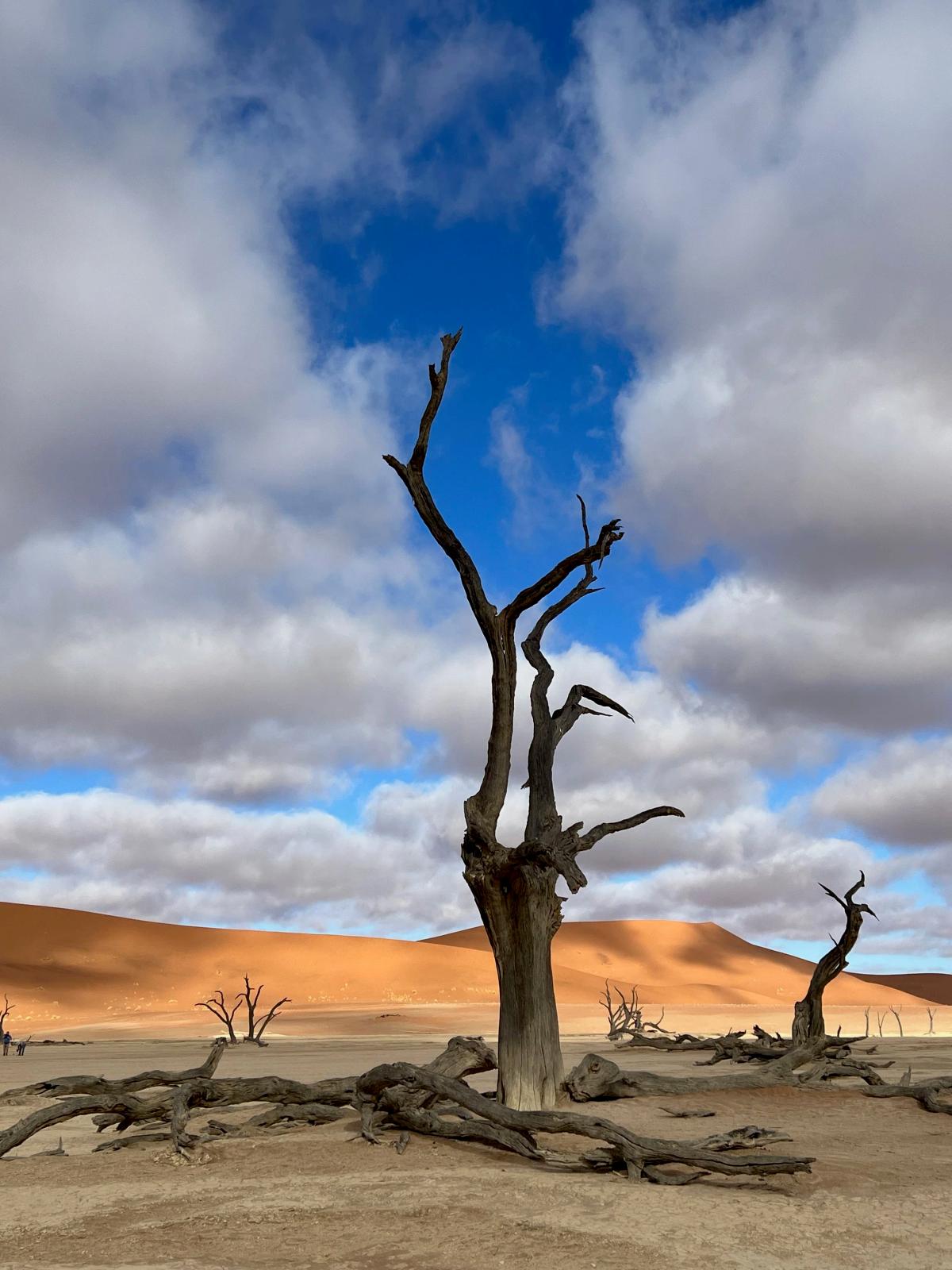 Tree on desert