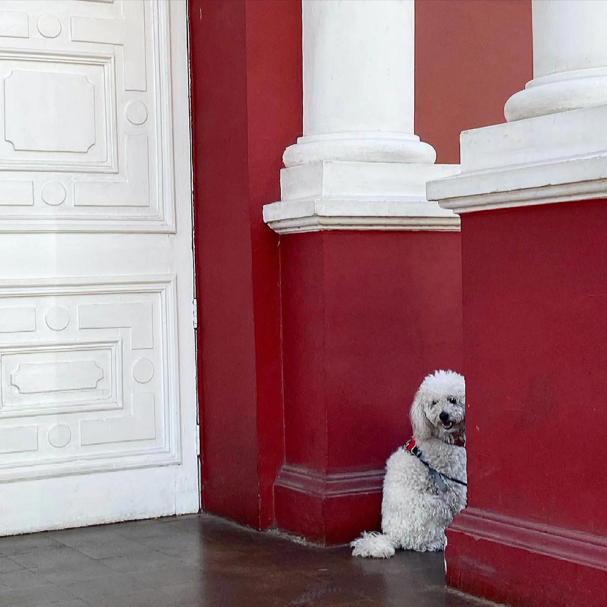 Dog sitting between two columns