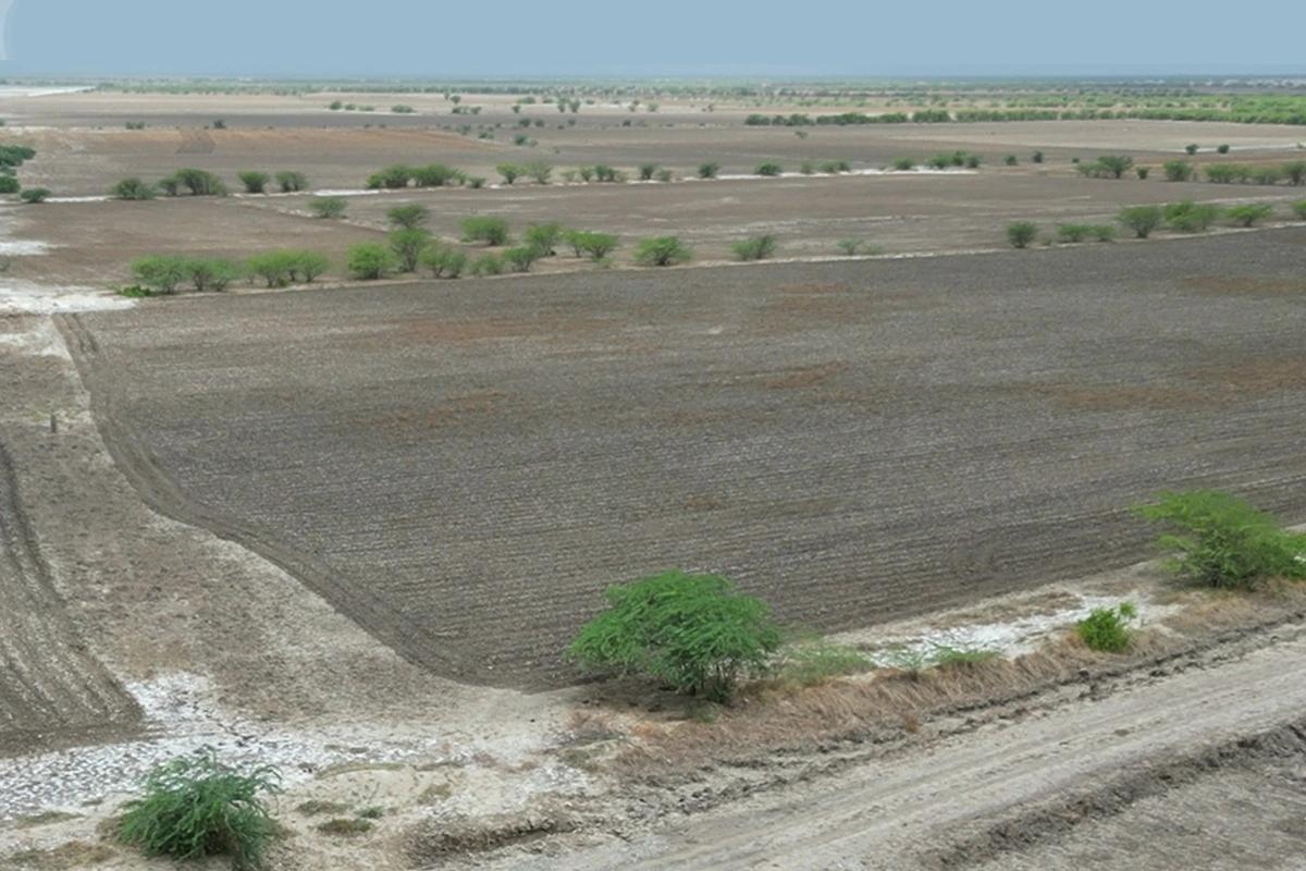 Dholera plots