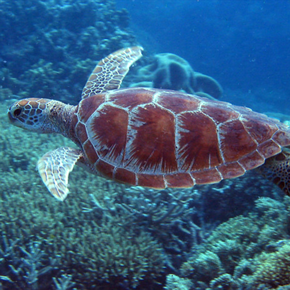 Underwater Image from MSRB Dataset