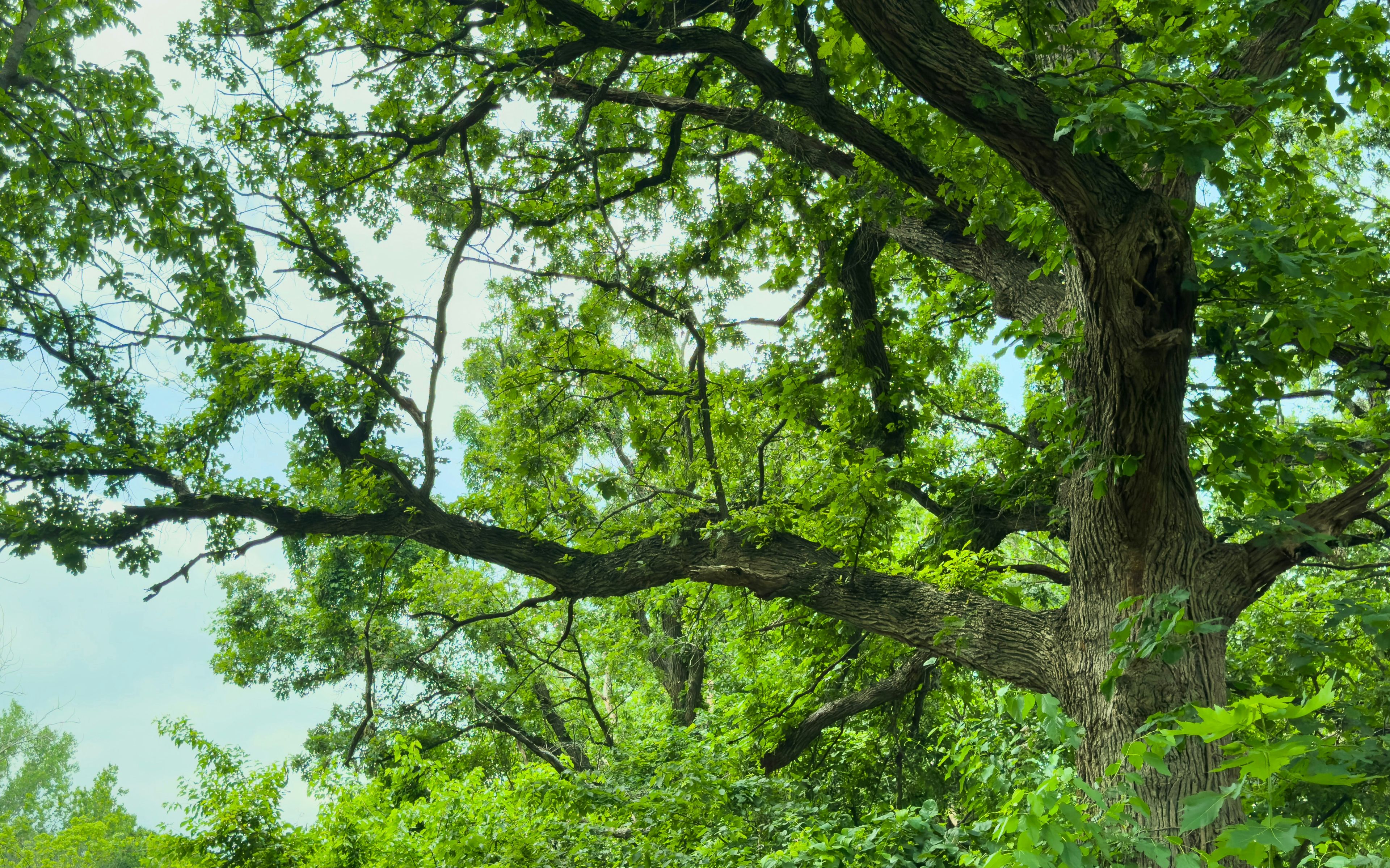 Oak