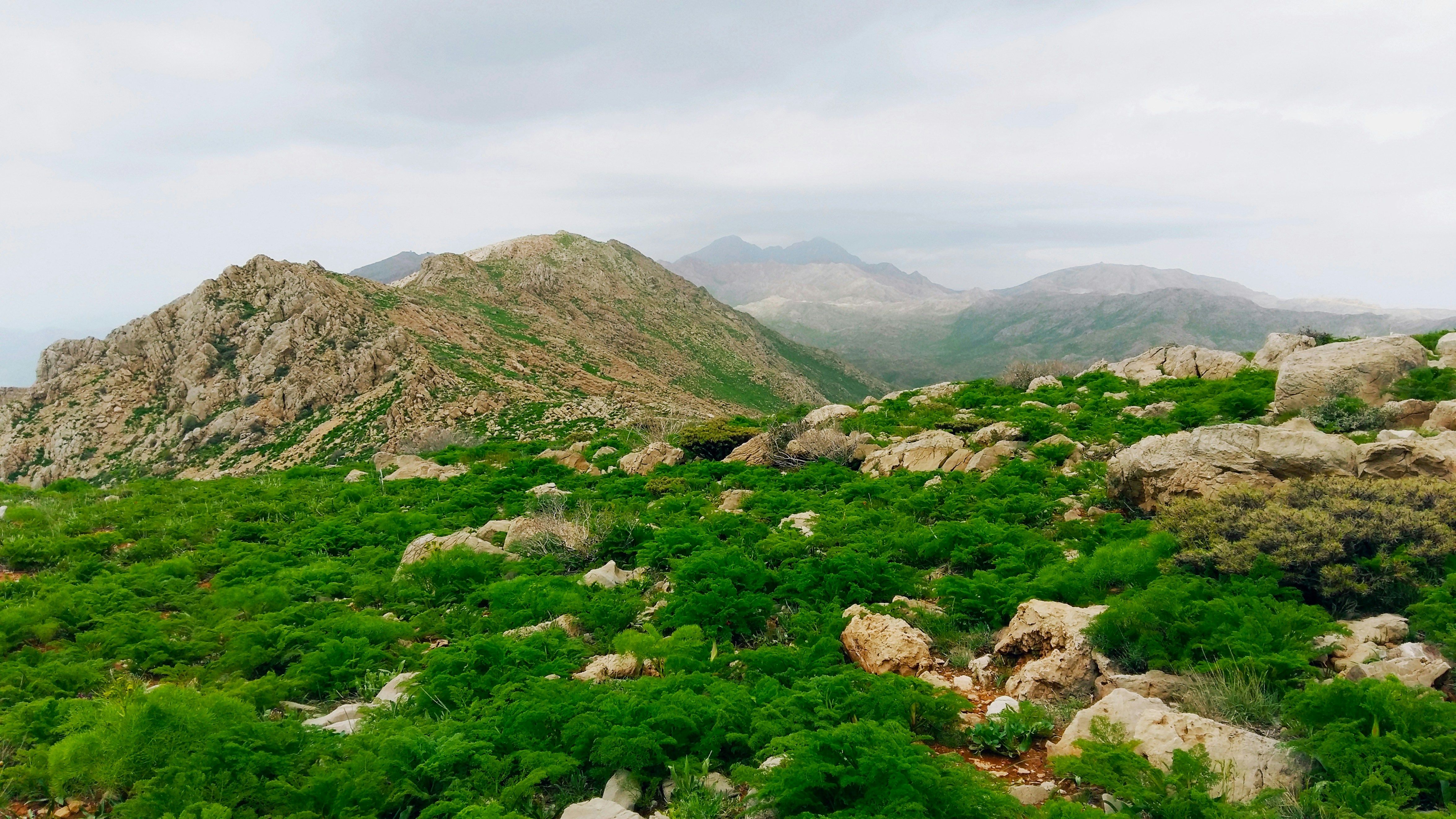 Image of The Diverse Grasses of Kurdistan: A Natural Treasure