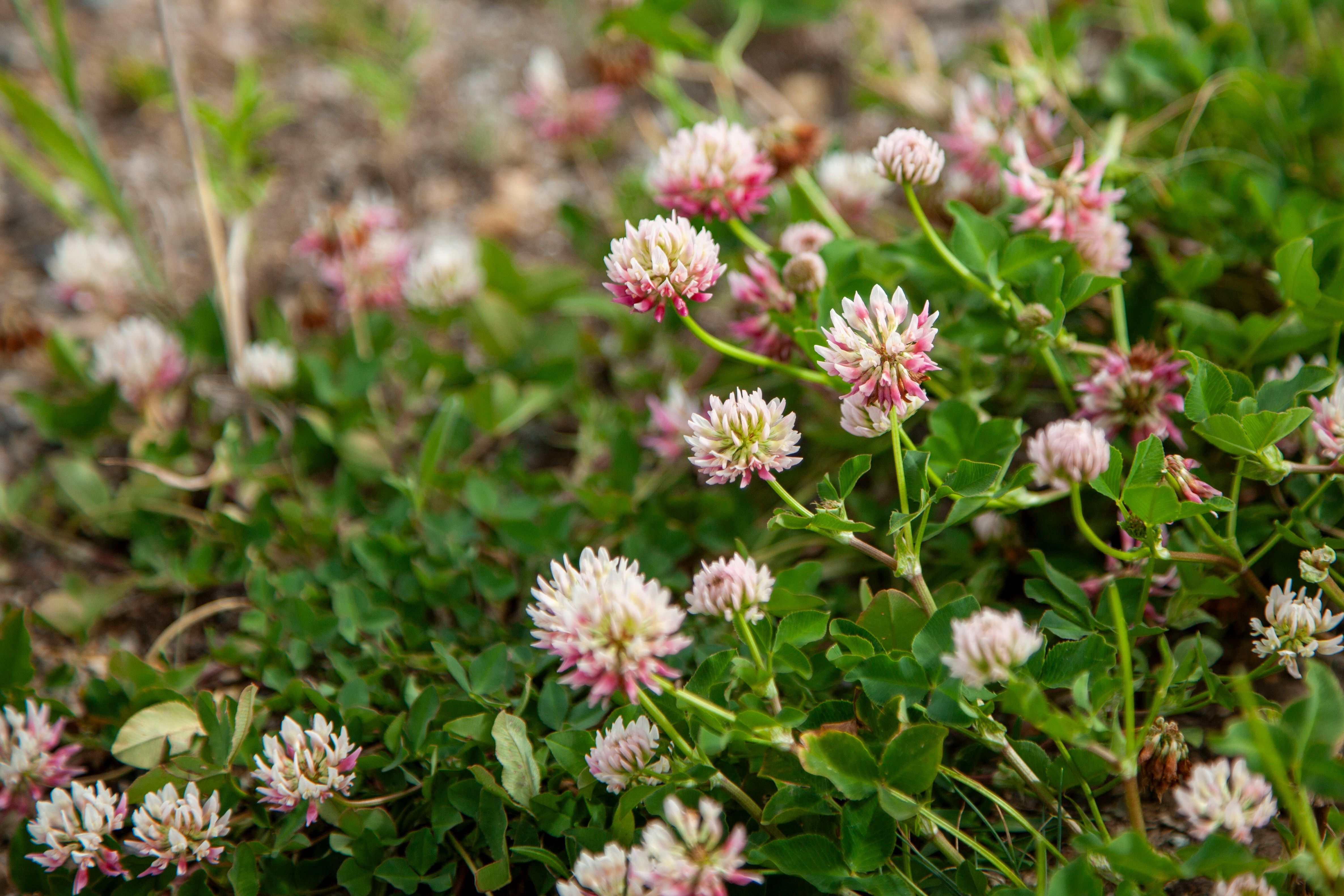 Image of Clover