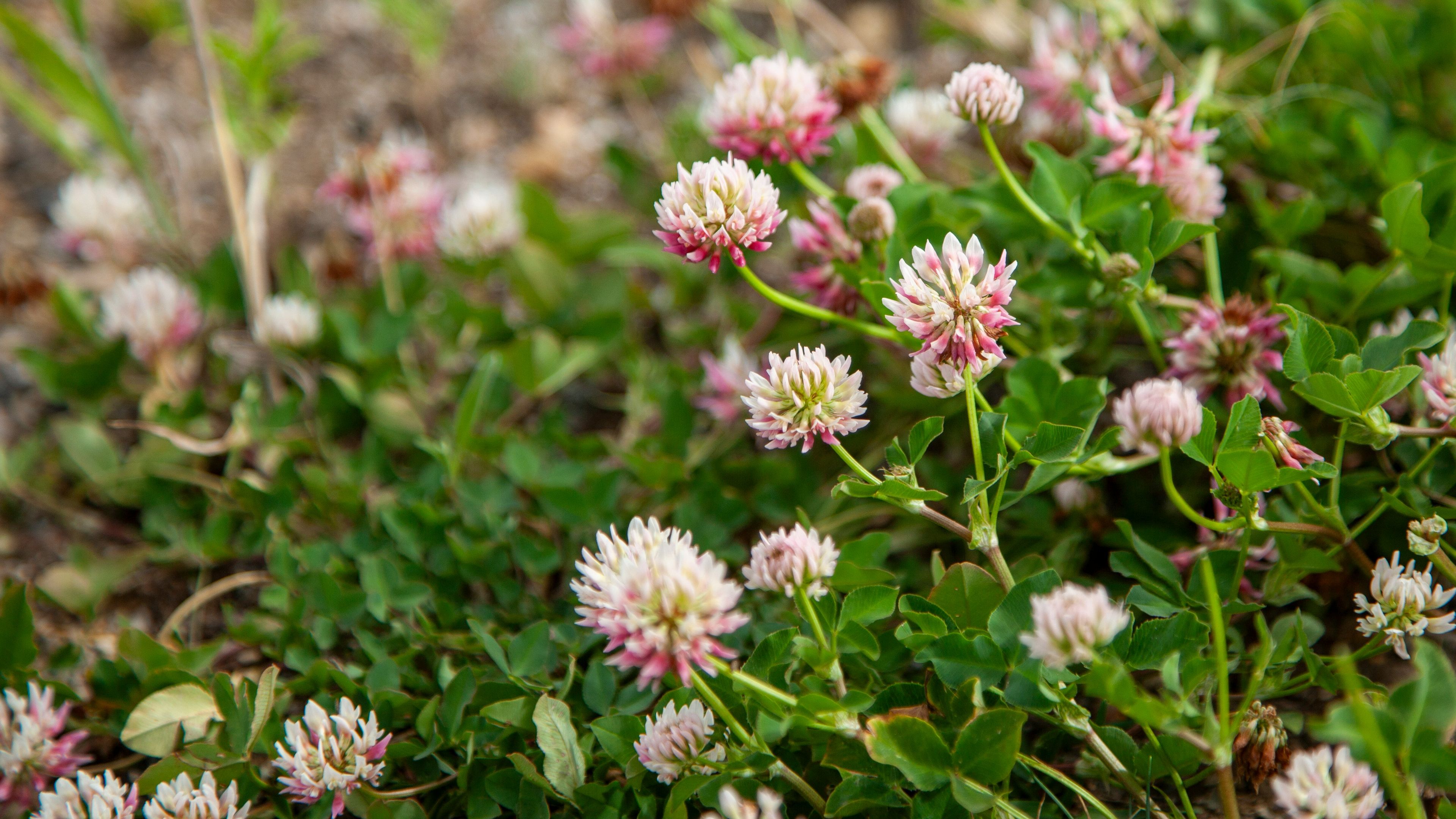 Image of Clover