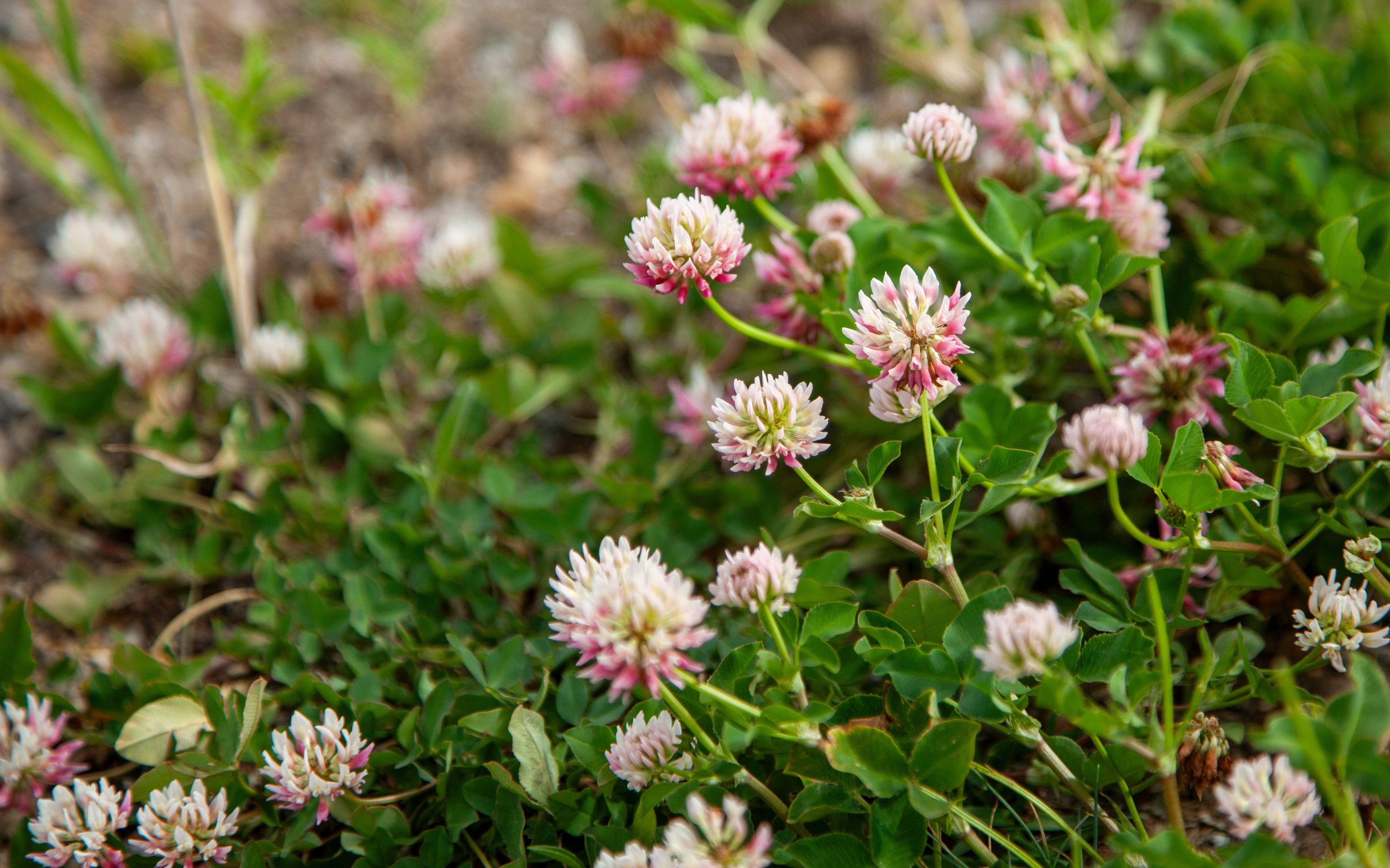 Clover