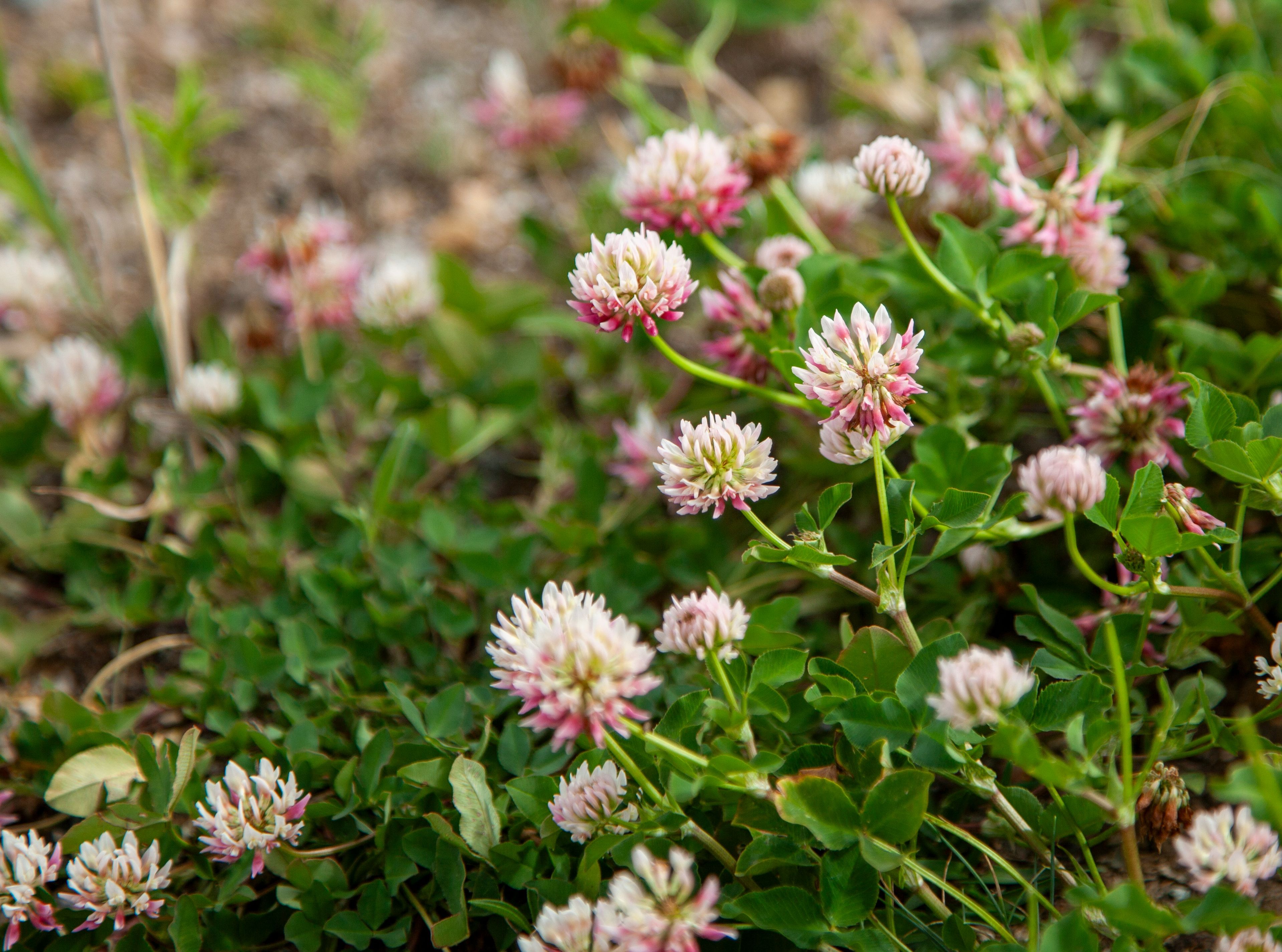 Clover