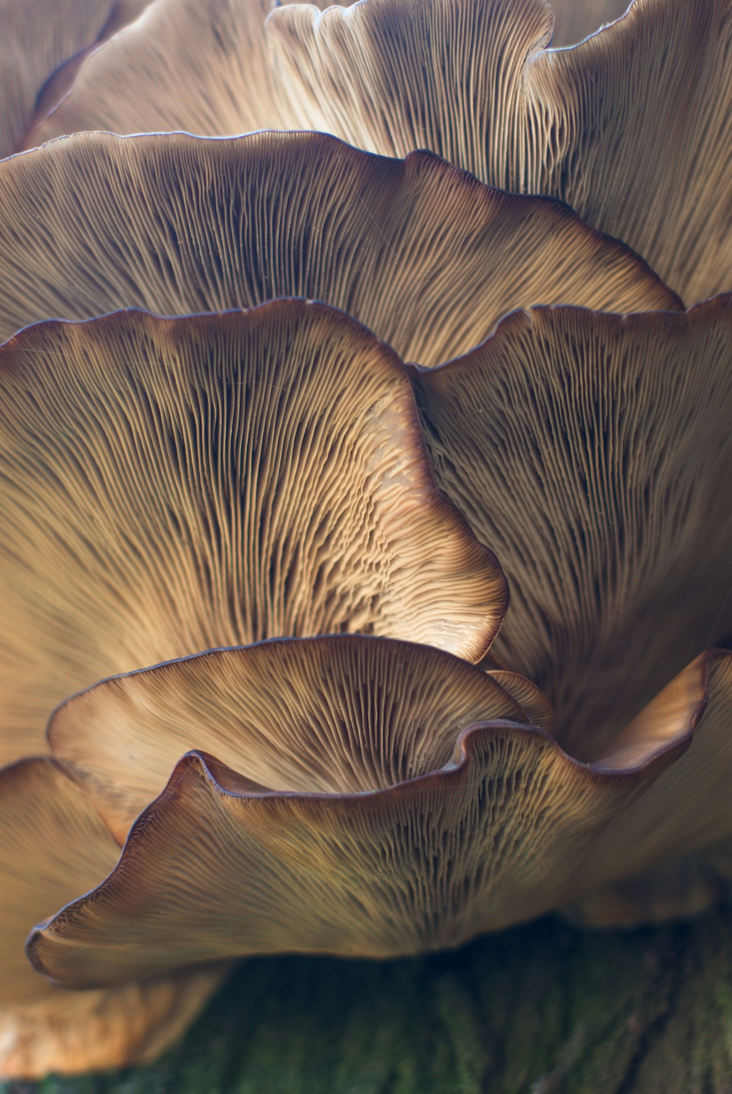Image of Exploring the Fascinating Fungi of Kurdistan