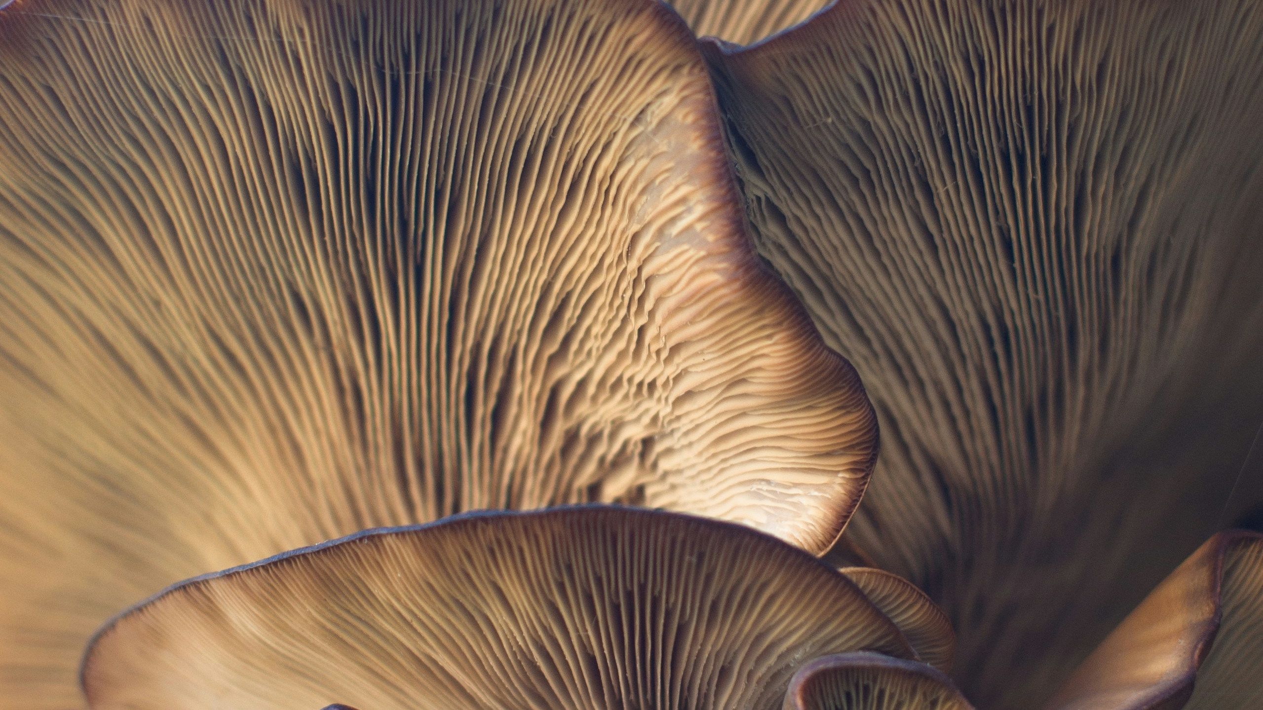 Image of Exploring the Fascinating Fungi of Kurdistan