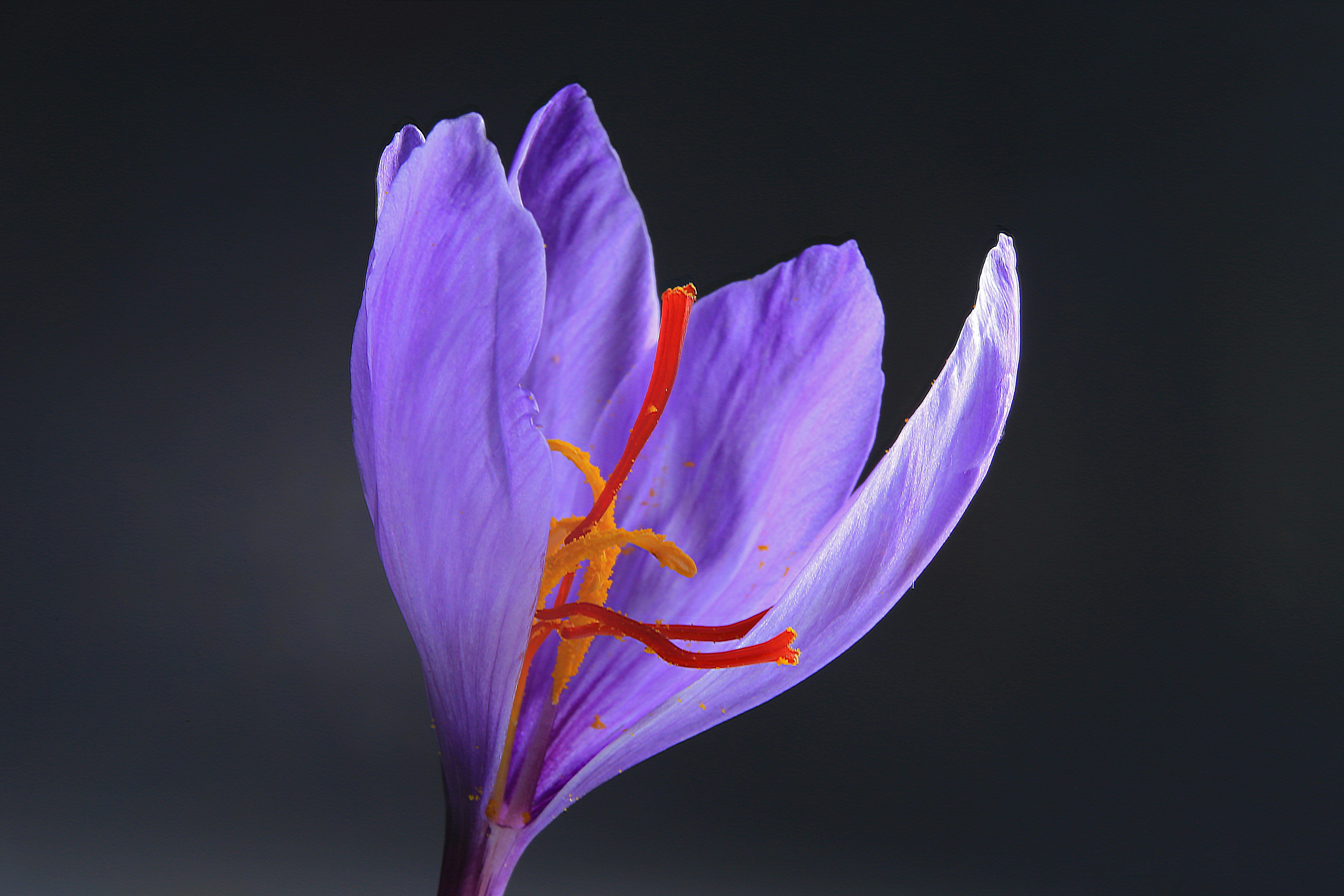 Saffron crocus