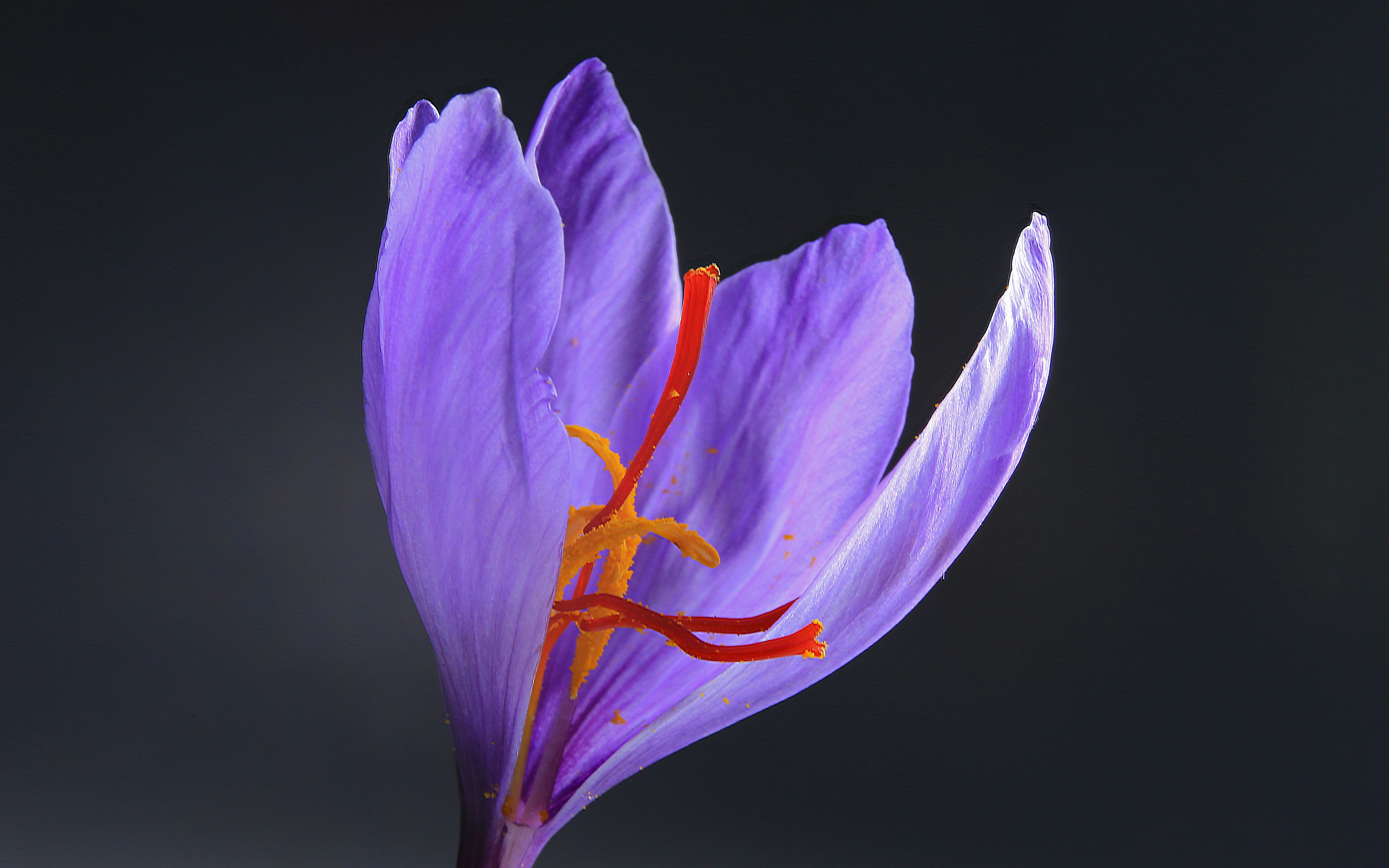 Saffron crocus