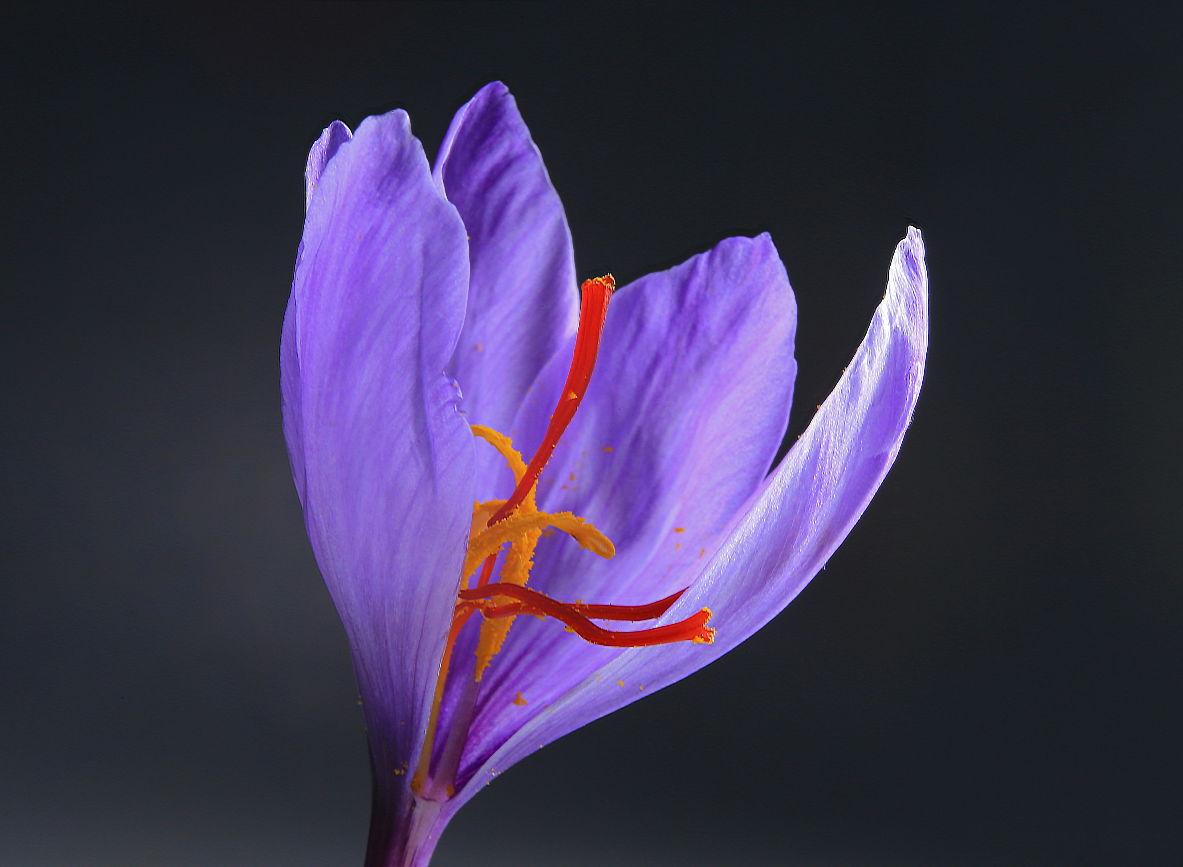 Image of Saffron crocus