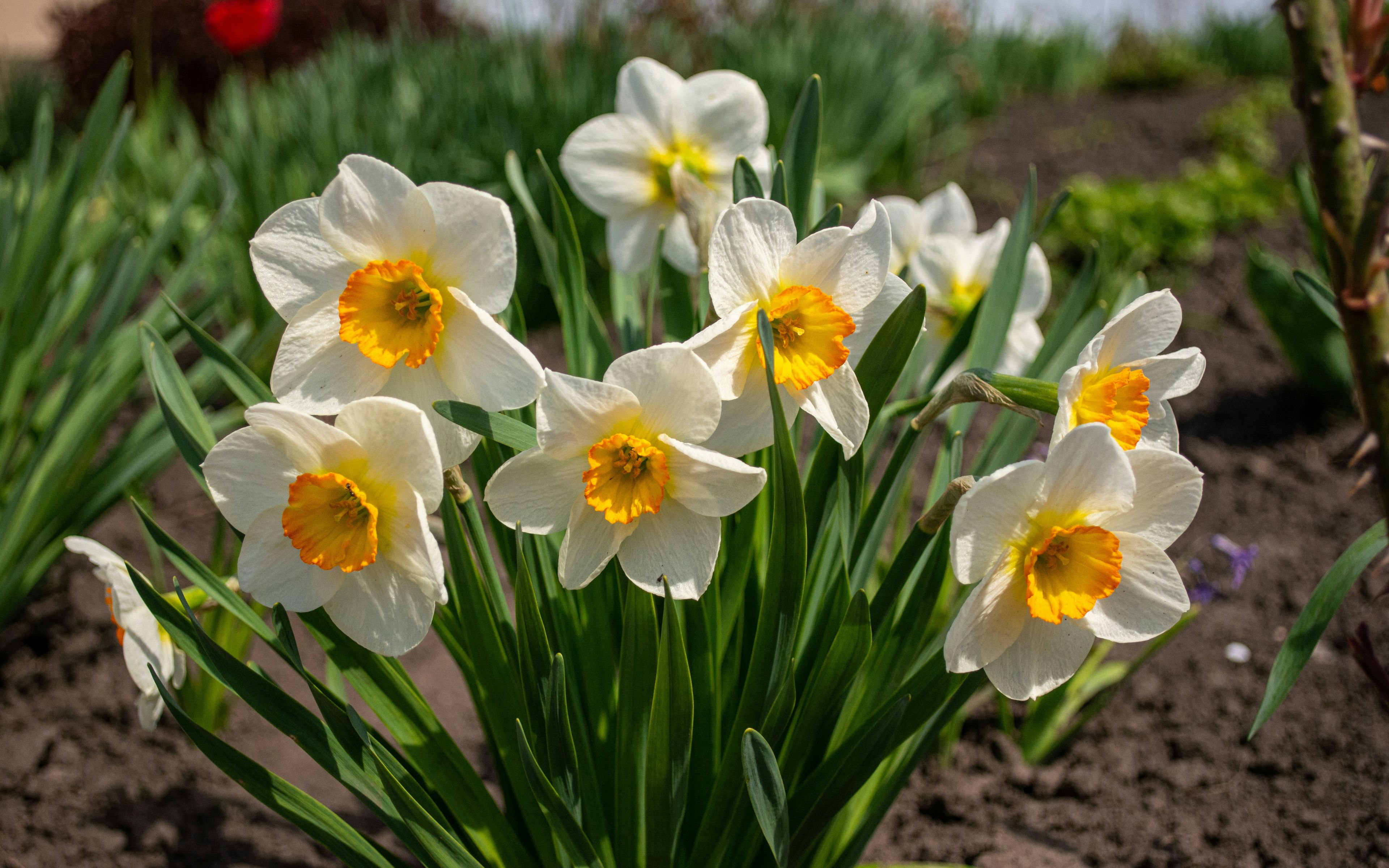 Narcissus