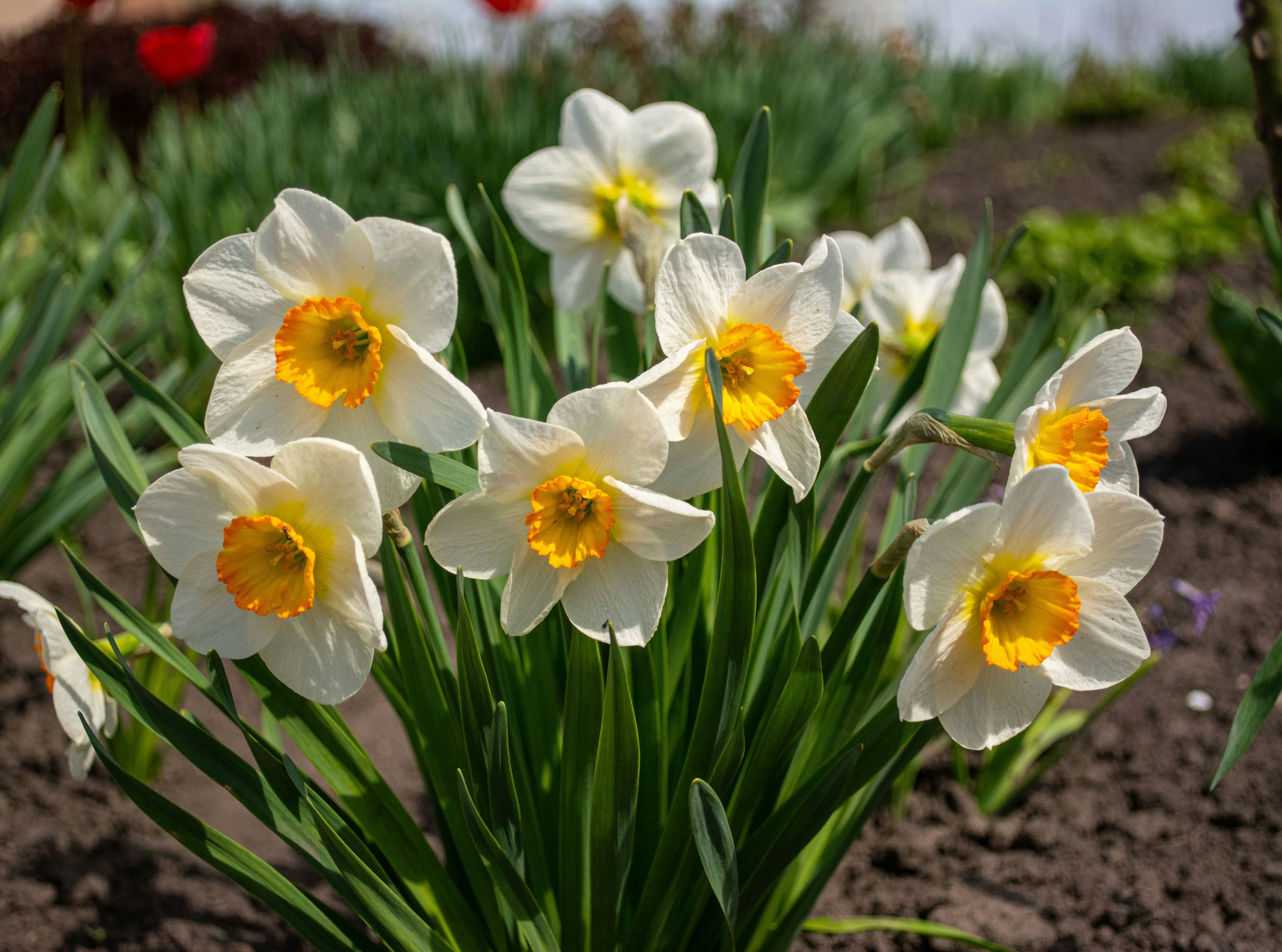 Narcissus