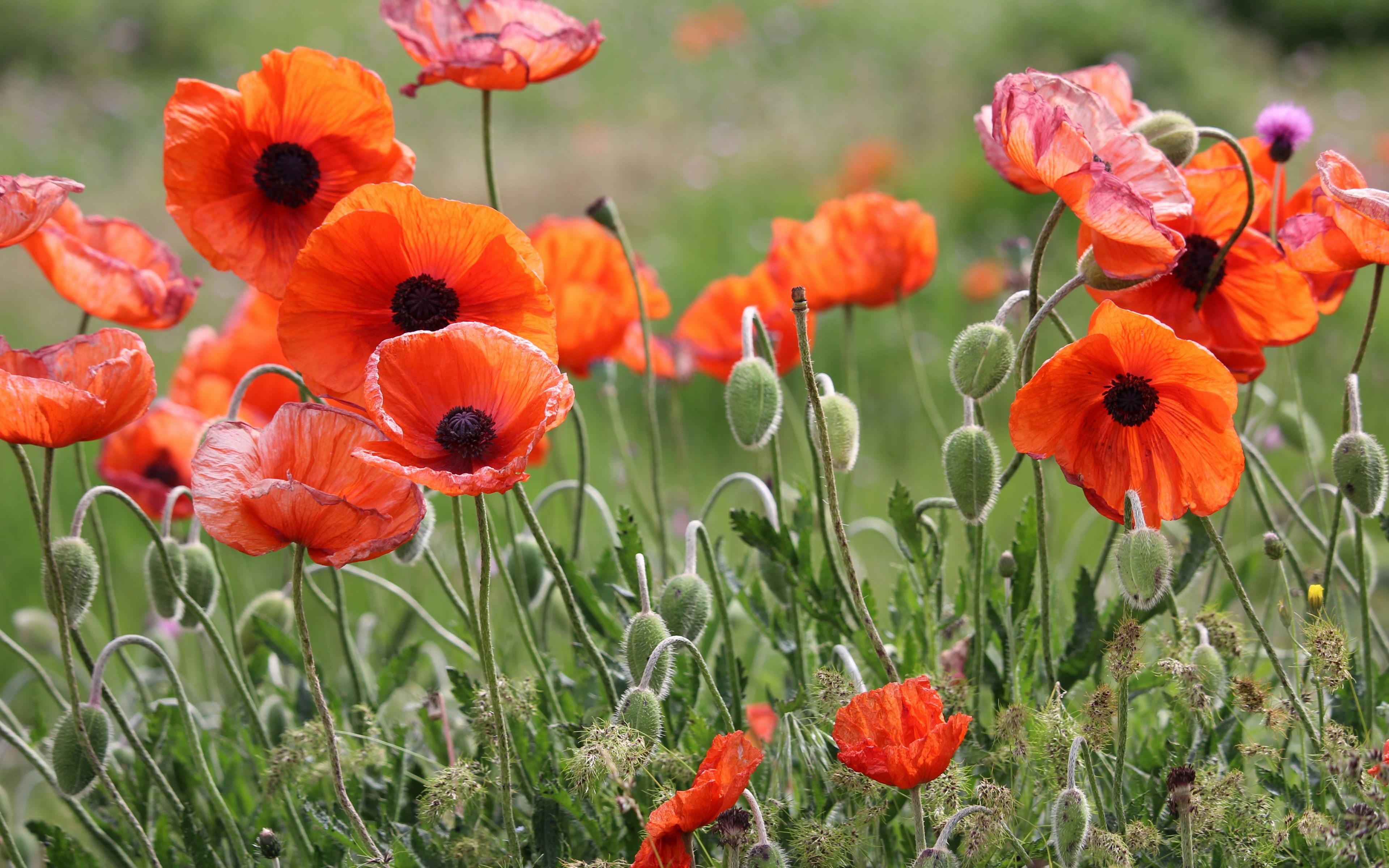Poppy