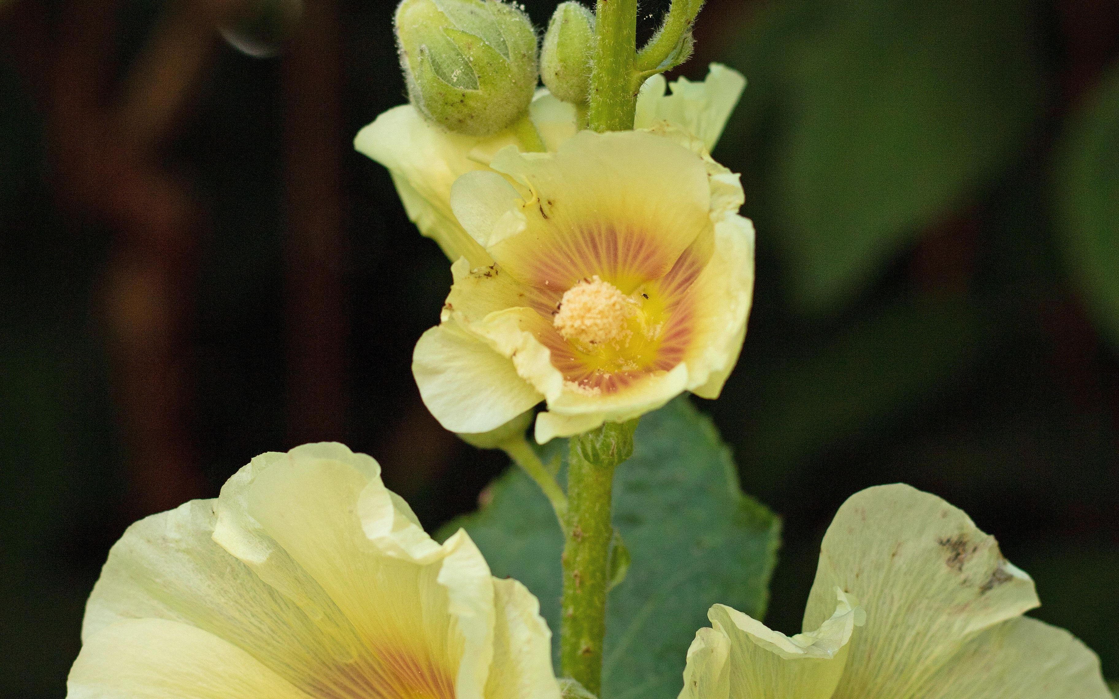 Kurdish hollyhock