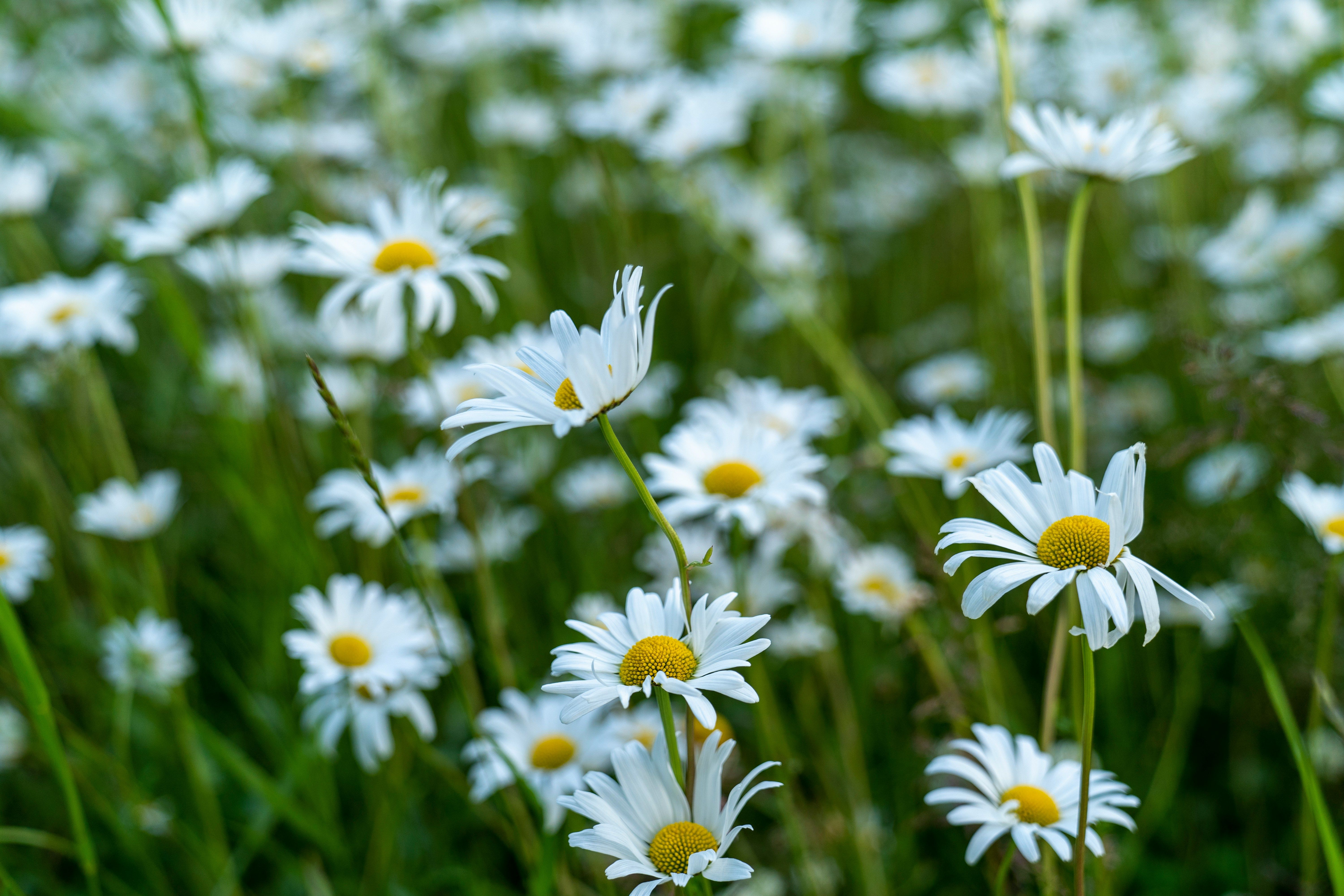 Image of Daisy