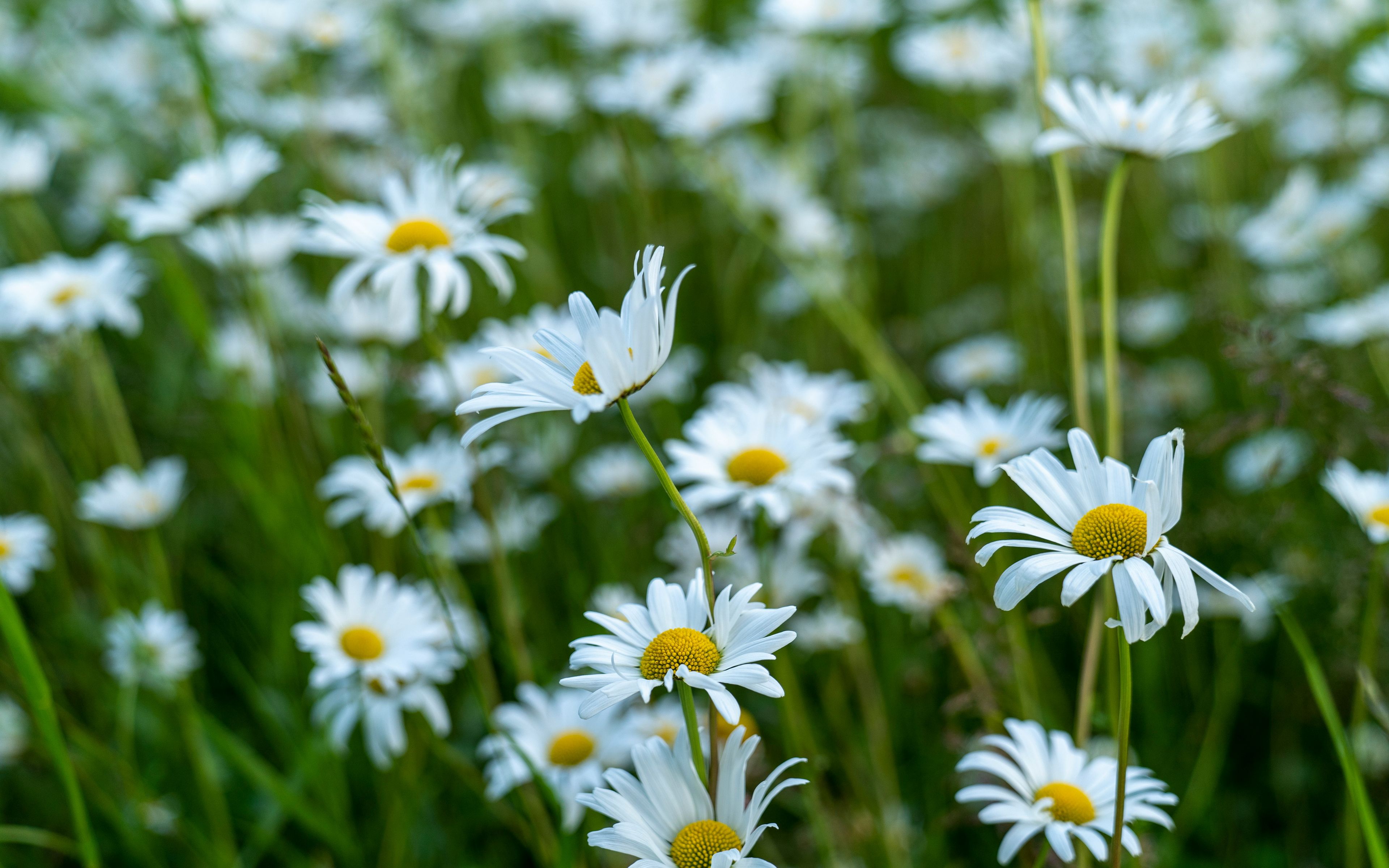 Daisy